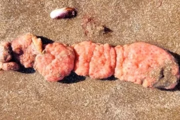 Investigan las “papas de mar” aparecidas en la costa y piden que no las toquen