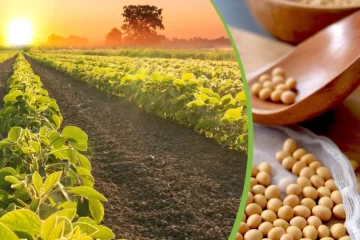 Carbono orgánico del suelo: Argentina posee el 2 % de la reserva mundial