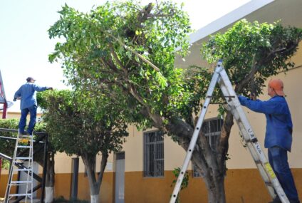 Rivera realizará una capacitación sobre poda y cuidado del arbolado urbano Rivera realizará una capacitación sobre poda y cuidado del arbolado urbano