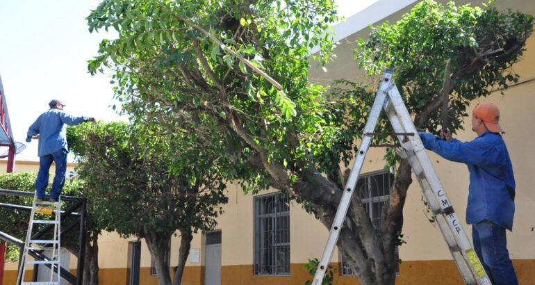 Rivera realizará una capacitación sobre poda y cuidado del arbolado urbano Rivera realizará una capacitación sobre poda y cuidado del arbolado urbano
