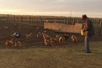 Un riverense revolucionó las redes al contar lo que hace su mamá de 87 años para acceder a un nido de gallinas: “Si no les explico no van a entender”