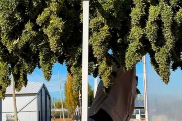 Primera cosecha del cannabis medicinal producido por el Inta