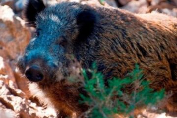Fueron a cazar, un amigo lo confundió con un jabalí y lo mató de un tiro