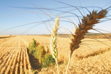 Estiman superficie de cultivos de fina en 2,41 millones de hectáreas en la región