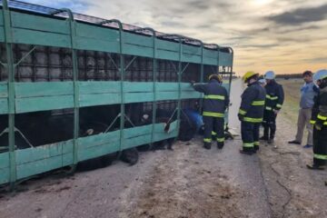Volcó un camión con hacienda en la Ruta 85 y murieron varios animales