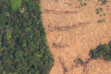 Más de 800 millones de árboles amazónicos fueron talados en seis años para satisfacer la demanda de carne vacuna