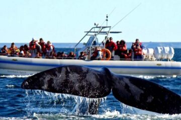 Chubut palpita la temporada de ballenas