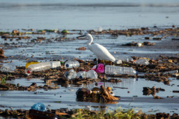 Día Mundial del Medio Ambiente: En busca de eliminar la huella plástica