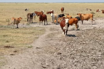 El impacto de la sequía será de casi 8.500 millones de dólares en la provincia