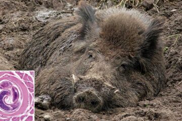 Triquinosis: confirmaron ocho contagios en Bahía y Tornquist por consumir carne de jabalí