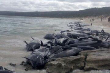 Mueren 97 ballenas varadas en Australia