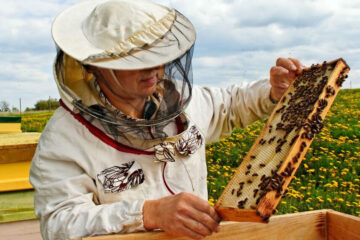 Las abejas también tienen cobertura: lanzan un seguro para productores apícolas