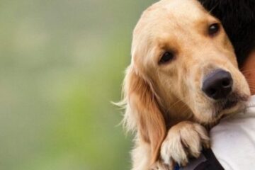 Se celebra el Día Mundial del Perro