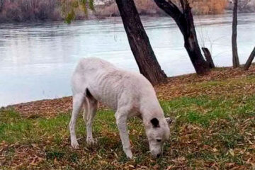 Final feliz para «Blanquito», el perro que cruzaba el río para esperar a su dueño que falleció