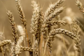 Por la sequía, la superficie destinada a trigo es la más baja en ocho años