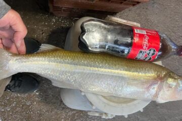 Increíble!: Pescó un pejerrey de 2,500 kg en Cochicó