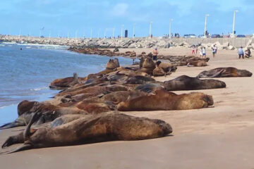 Senasa confirmó gripe aviar en lobos marinos muertos en playas argentinas