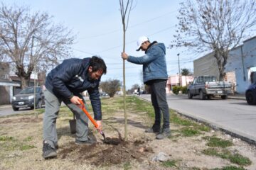 La Municipalidad plantará 200 árboles en Carhué y Rivera