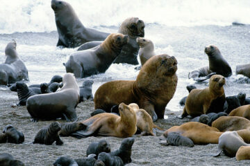 Aumentan los casos de gripe aviar en lobos marinos y recomiendan mantenerse lejos de las playas