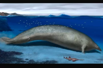 Ancestro de las ballenas: Hallan en Perú los restos del animal más grande de todos los tiempos