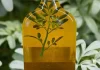Pachamama y caña con ruda: el ritual que une cultura, historia y creencias cada 1 de agosto Pachamama y caña con ruda: el ritual que une cultura, historia y creencias cada 1 de agosto