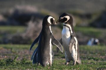 Espectáculo natural: comenzaron a llegar los primeros pingüinos a las costas de Chubut