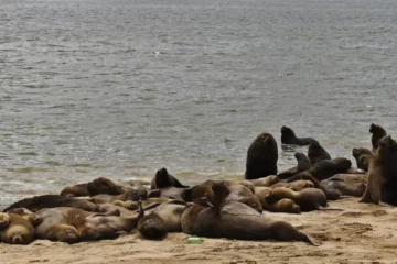 Río Negro: reportaron más de 1200 lobos marinos muertos por gripe aviar