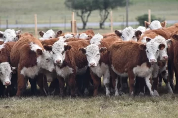 Roban 20 terneros para engorde de un campo cercano de Tres Arroyos