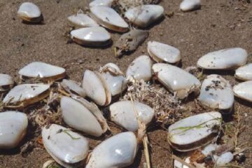 Claromecó: Preocupación por la aparición de una gran cantidad de almejas muertas