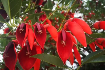Día de la Flor Nacional: por qué es el ceibo y cuál es su leyenda