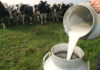 Día Mundial de la Leche: una fecha para destacar su valor nutricional y debatir sobre alimentación y acceso Día Mundial de la Leche: una fecha para destacar su valor nutricional y debatir sobre alimentación y acceso