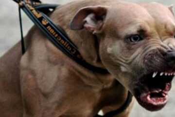 Condenaron a 8 años de prisión al dueño de un pitbull que mató a una nena