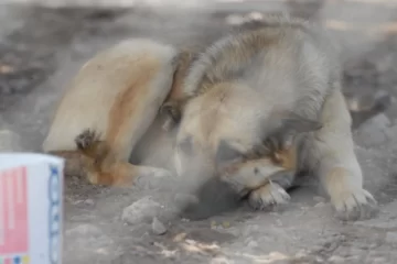 Después de reclamos, Pringles cierra la perrera municipal