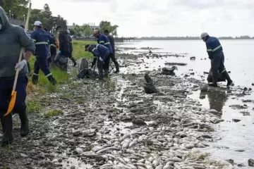 Aparecieron miles de peces muertos en la laguna de Chascomús Aparecieron miles de peces muertos en la laguna de Chascomús