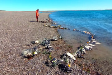 Tristeza en Santa Cruz: Al menos 138 pingüinos murieron atrapados por redes de pesca ilegales