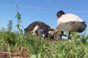 En el campo no hay feriados: un tambero ayudó a parir a una vaca en Navidad y se hizo viral