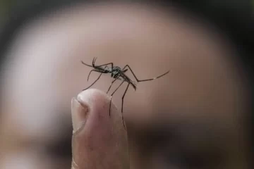 Macachín: investigan un posible caso de dengue autóctono