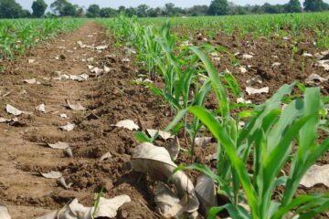 La gruesa cerró su siembra en la región con un total de 1.6 M ha