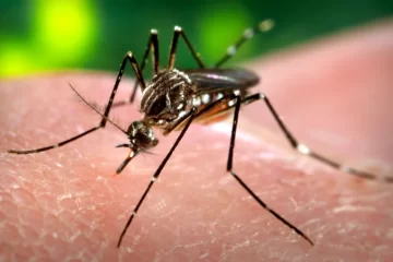 Insolito: El Gobierno culpó al peronismo por la invasión de mosquitos