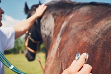 Establecen la vacunación obligatoria contra encefalomielitis equina en todo el país