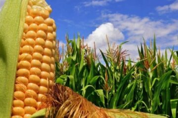 El maíz sufre el mayor desplome de precios en una década