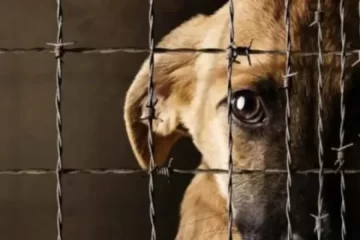 Buscan agravar las penas para los casos de crueldad y maltrato animal