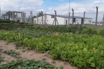 Presos de la cárcel de Saavedra cultivaron verduras para un taller protegido