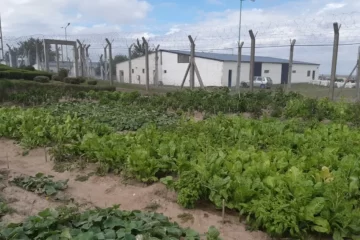 Presos de la cárcel de Saavedra cultivaron verduras para un taller protegido Presos de la cárcel de Saavedra cultivaron verduras para un taller protegido