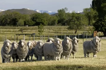 Los dueños de la tierra: quienes son los 20 mayores terratenientes de la Argentina