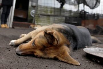 Crueldad en Corrientes: mataron a 100 perros con carne envenenada y hay dos vecinos hospitalizados