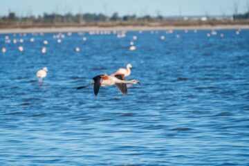 Epecuén: El hogar bonaerense de los flamencos australes Epecuén: El hogar bonaerense de los flamencos australes