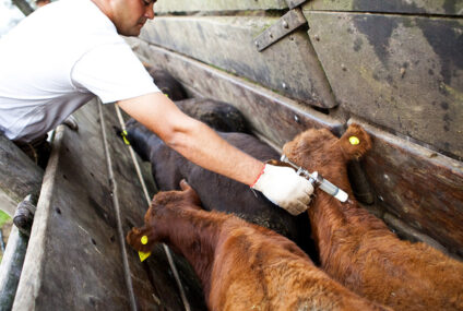 Vacunación antiaftosa: la Provincia pidió al Senasa revisar la desregulación y advirtió por los pequeños productores Vacunación antiaftosa: la Provincia pidió al Senasa revisar la desregulación y advirtió por los pequeños productores