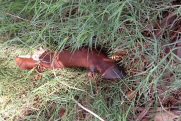 Bronca porque le faenaron un torito: “Te roban el trabajo de años”