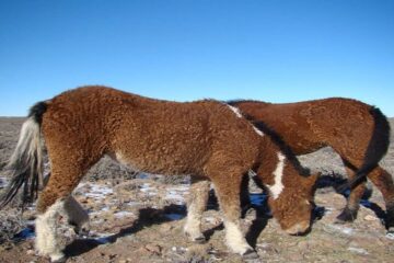 Los crían en Río Negro y son únicos en Sudamérica: la historia de los caballos con rulos